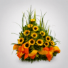 Regala un hermoso arreglo de girasoles elegantes.