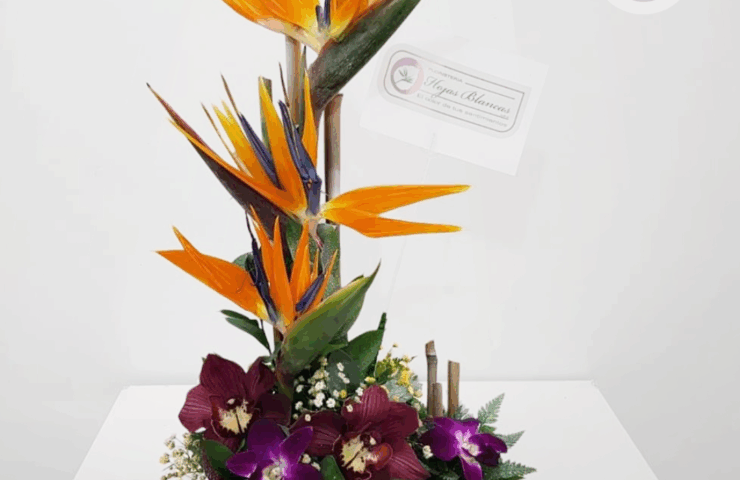 Regala un hermoso arreglo de aves del paraiso y orquideas. Tenemos los arreglos hermosos para tu persona especial