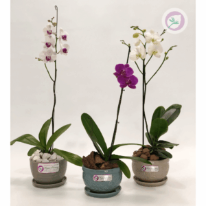 Planta en Base de Cerámica - PL014