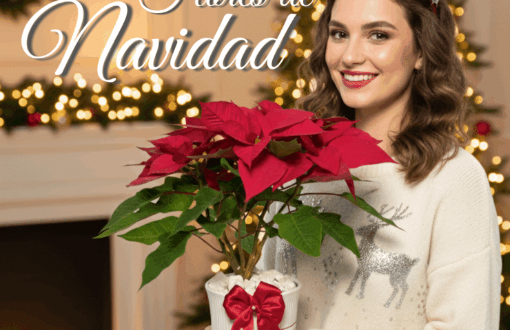 Flor de Navidad roja en matera Hojas Blancas