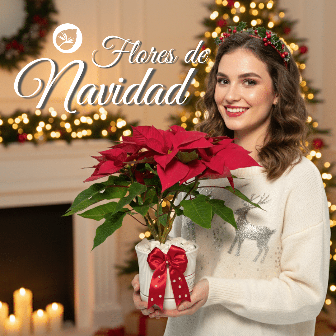 Flor de Navidad roja en matera Hojas Blancas