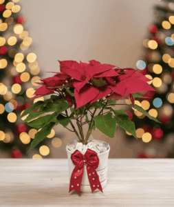 lanta de Nochebuena natural Medellín