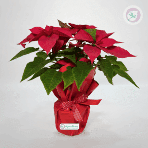 Planta decorativa Nochebuena para regalo