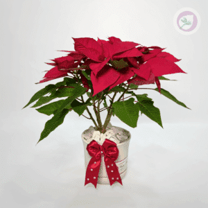 Planta de Nochebuena natural Medellín